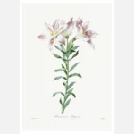 Peruvian Lily Flower Poster