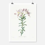 Peruvian Lily Flower Poster