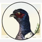 Pheasants Poster