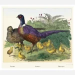 Pheasants Poster