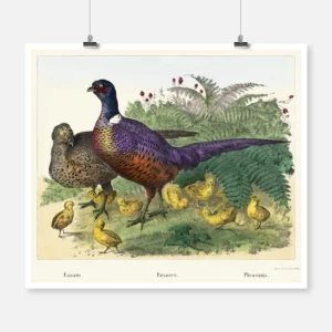 Pheasants Poster