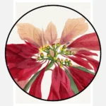 Poinsettia Flower Painting Poster