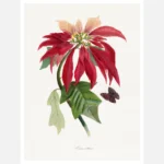 Poinsettia Flower Painting Poster