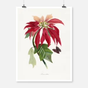 Poinsettia Flower Painting Poster