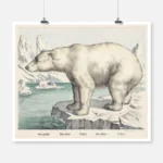 Polar Bear Poster