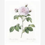 Royal White Rose Poster