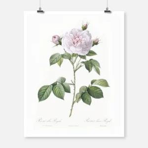 Royal White Rose Poster