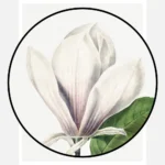 Saucer Magnolia Poster