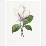 Saucer Magnolia Poster