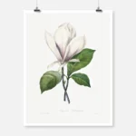 Saucer Magnolia Poster