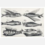 Six Fish Poster