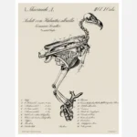 Skeleton of a White Tailed Eagle Poster