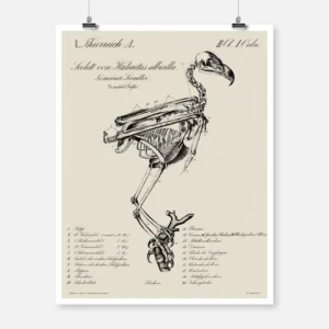 Skeleton of a White Tailed Eagle Poster