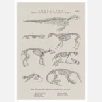 Skeletons of Various Animals Poster