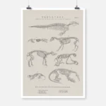 Skeletons of Various Animals Poster