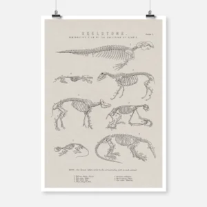 Skeletons of Various Animals Poster