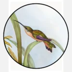 Slender Shear Tail Hummingbirds Poster