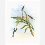 Slender Shear Tail Hummingbirds Poster