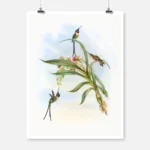 Slender Shear Tail Hummingbirds Poster