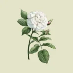 Snowball Rose