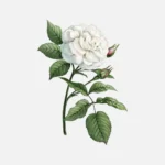 Snowball Rose