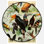 Species of Birds Poster