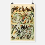 Species of Birds Poster