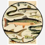 Species of Fish 2 Poster