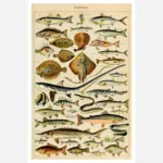 Species of Fish 2 Poster