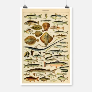 Species of Fish 2 Poster