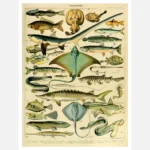 Species of Fish Poster