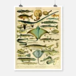 Species of Fish Poster