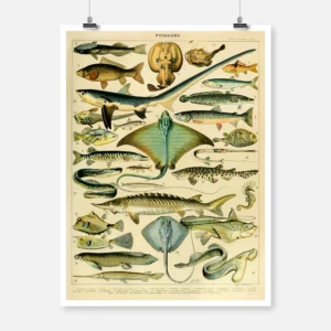 Species of Fish Poster