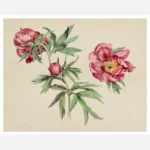 Studies of Peonies Poster