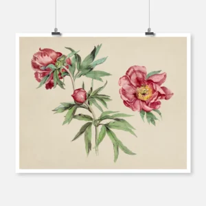 Studies of Peonies Poster