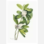 Swamp Magnolia Poster