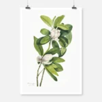 Swamp Magnolia Poster