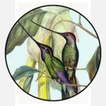 Sword Billed Hummingbird Poster