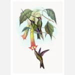 Sword Billed Hummingbird Poster