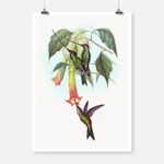 Sword Billed Hummingbird Poster