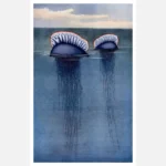 Two Portuguese Man O' Wars Poster