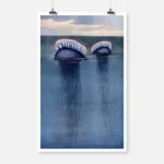 Two Portuguese Man O' Wars Poster