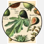 Types of Fruits Poster