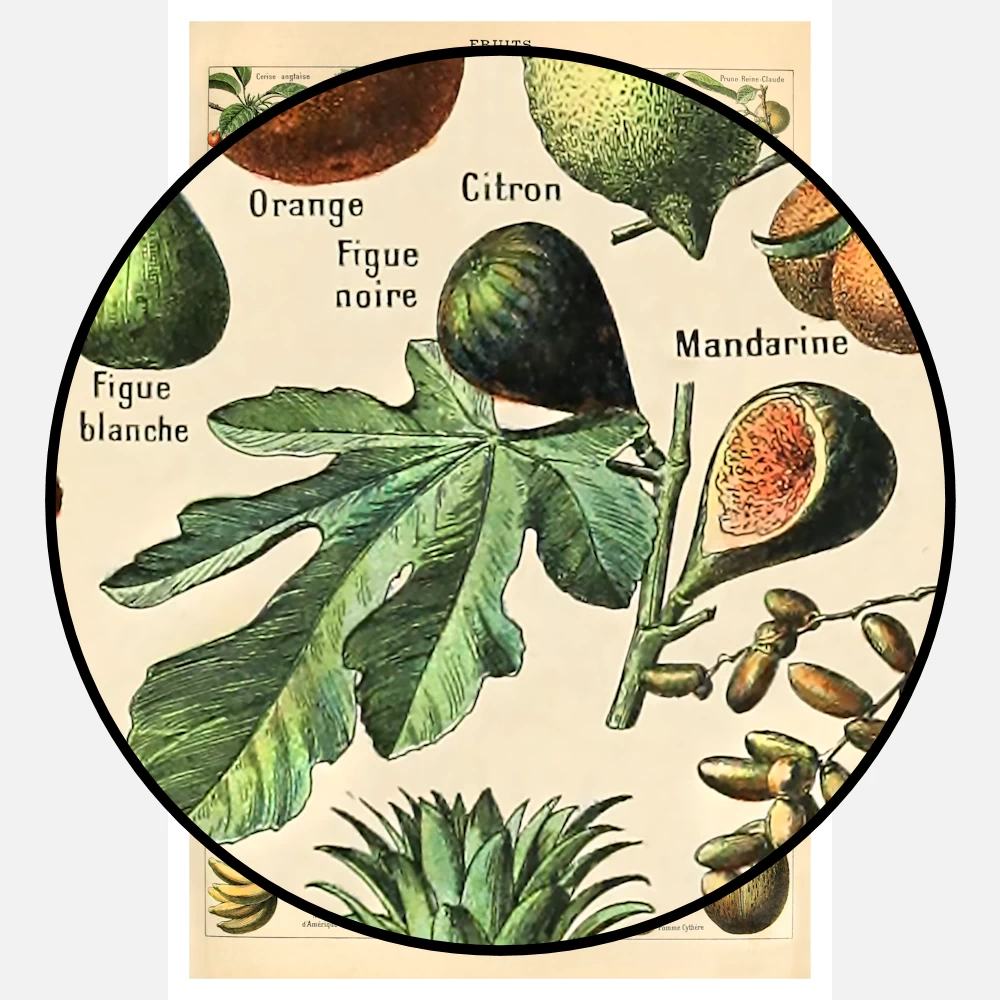 Types of Fruits Poster