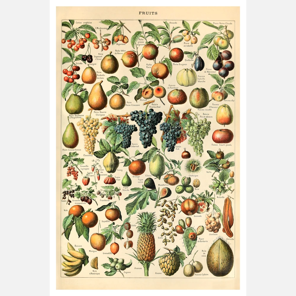Types of Fruits Poster