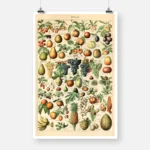 Types of Fruits Poster