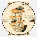 Types of Mushroom Poster