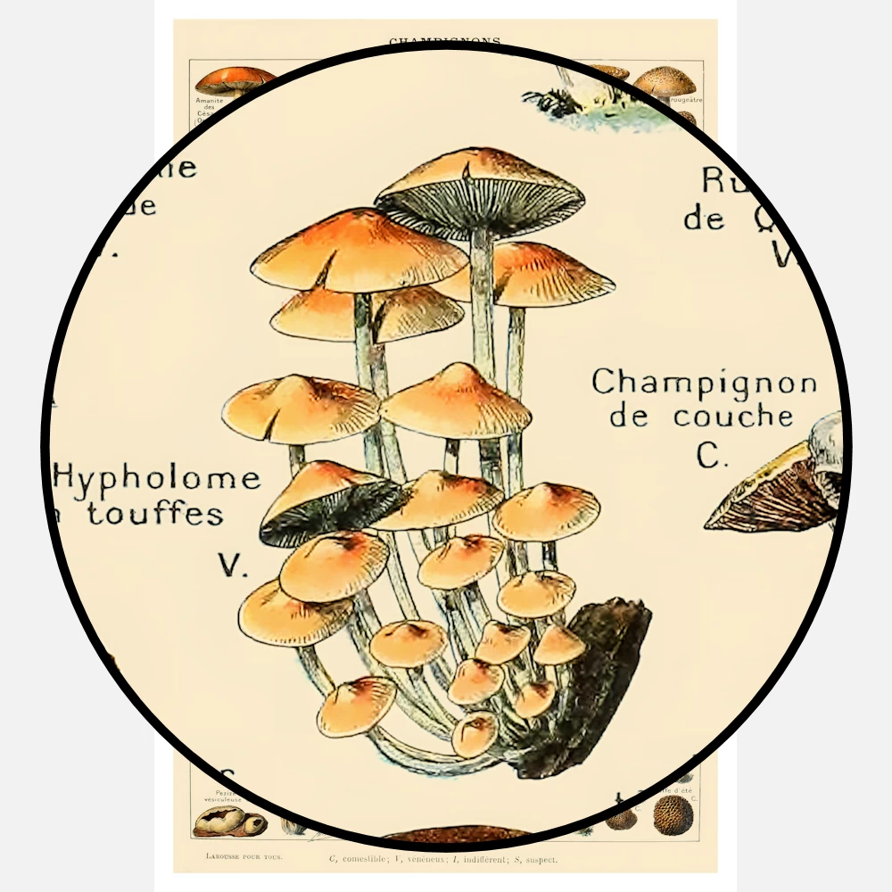 Types of Mushroom Poster