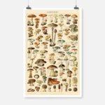 Types of Mushroom Poster