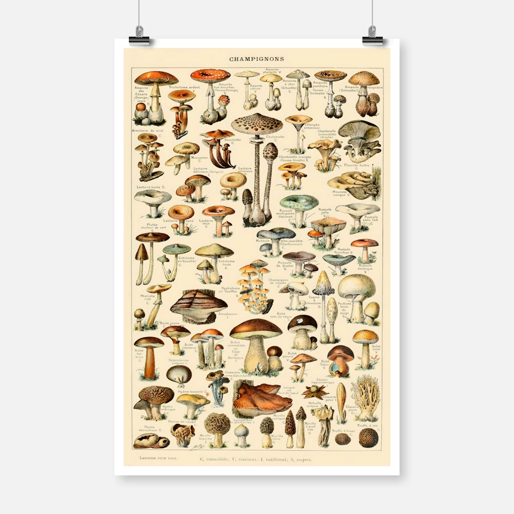 Types of Mushroom Poster